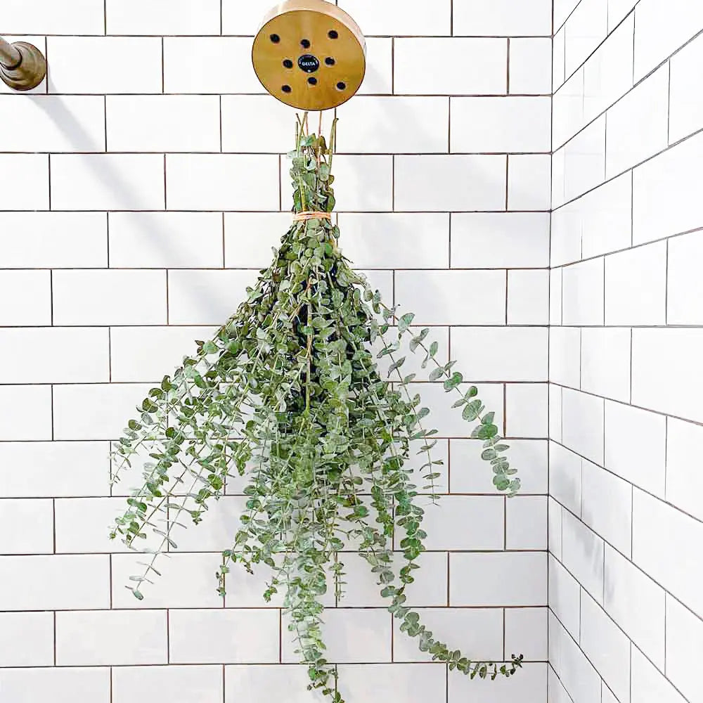 Shower Eucalyptus Bouquet — another view