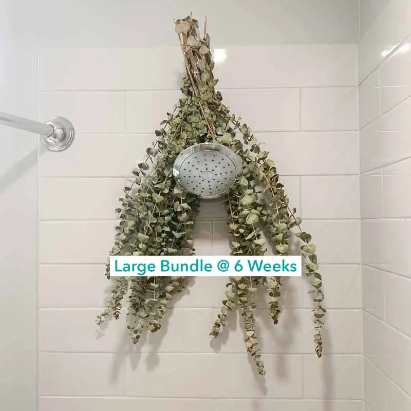 Shower Eucalyptus Bouquet — additional angle